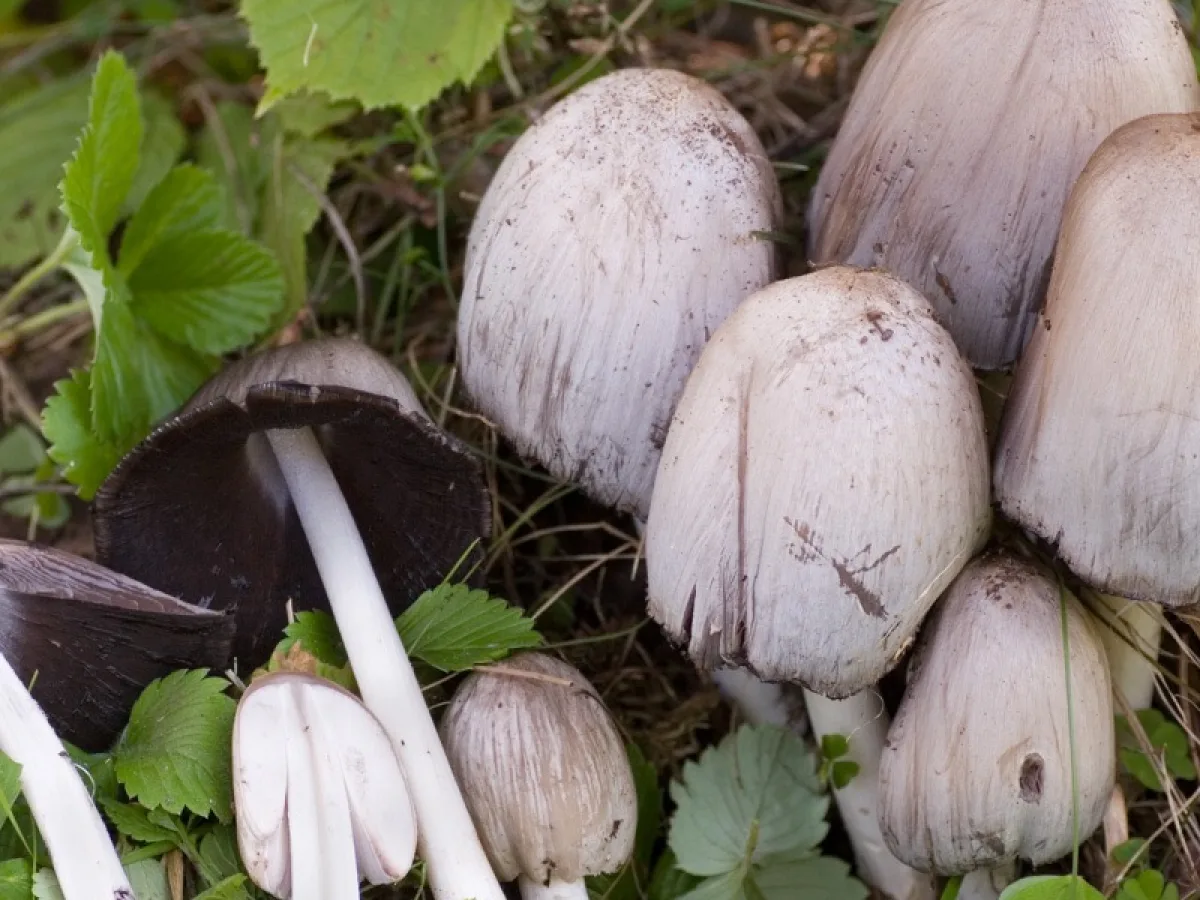 Common Inkcap