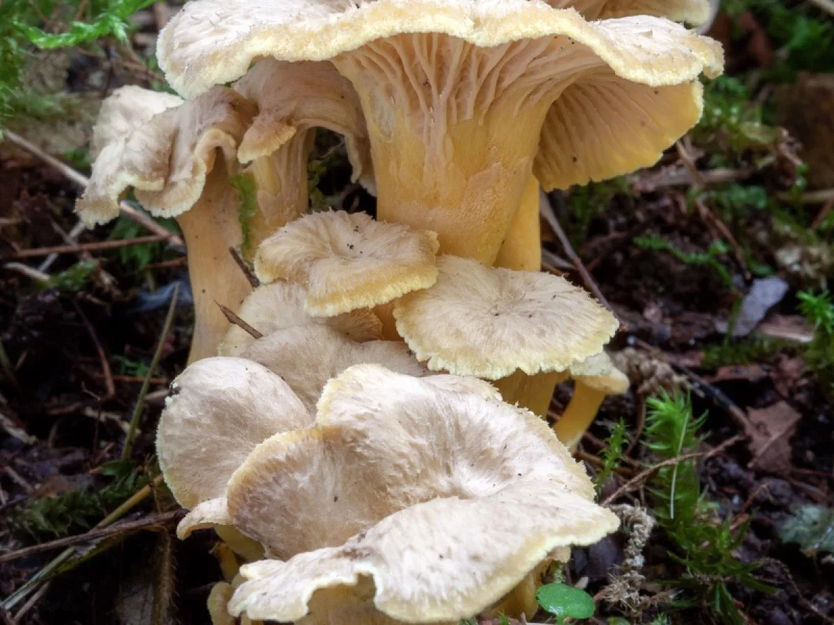 Blackening Chanterelle