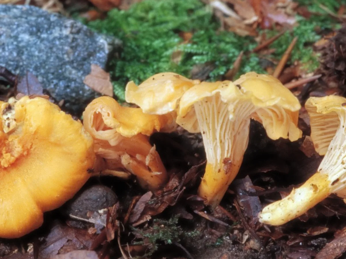 Orange Chanterelle