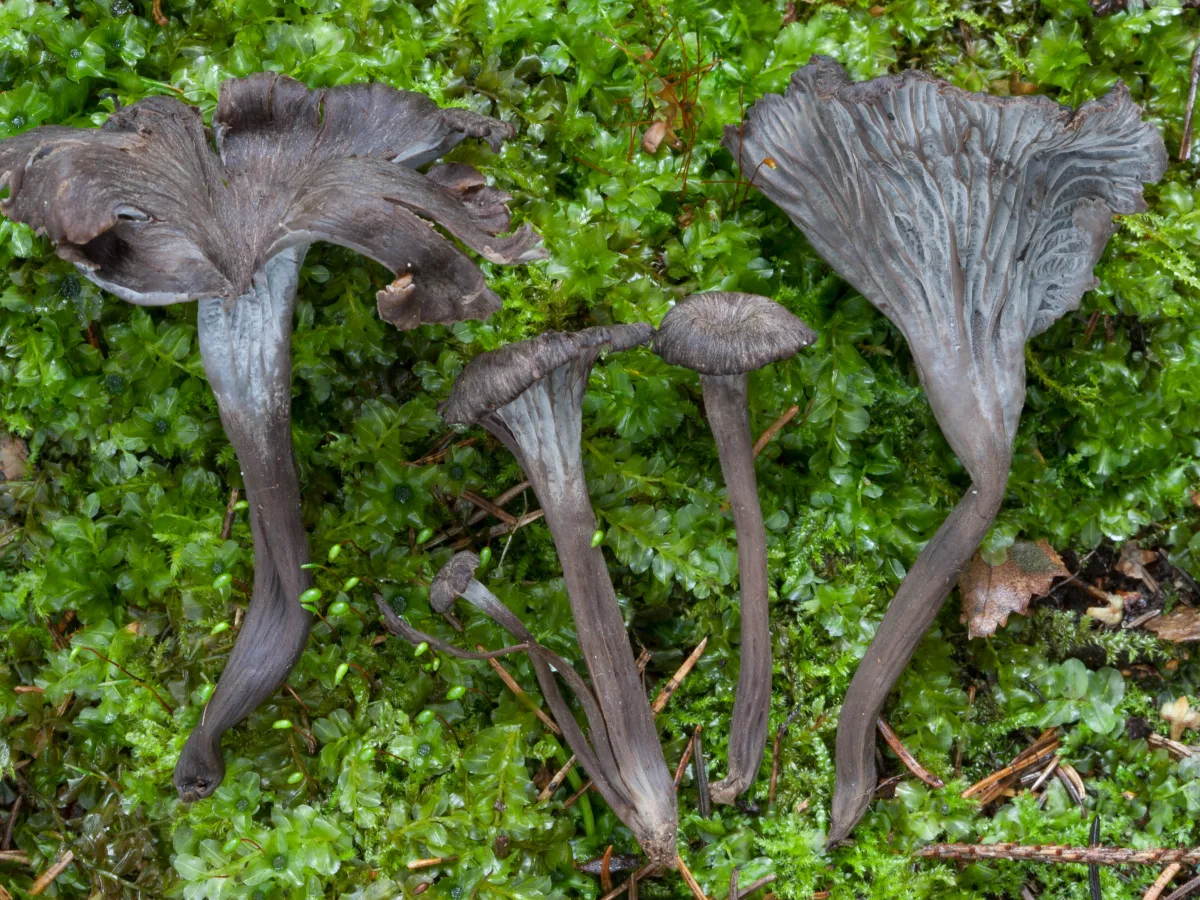 Ashen Chanterelle