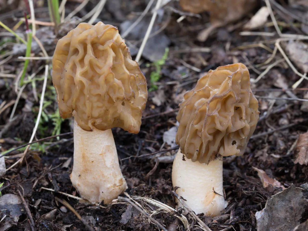 Wrinkled Thimble Morel