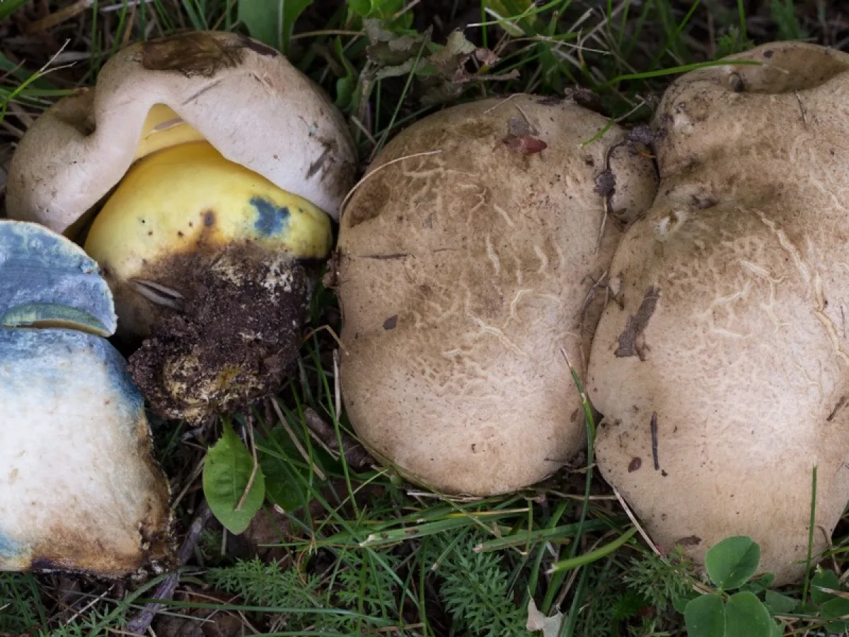 Rooting Bolete