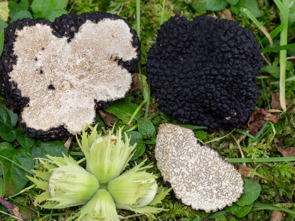Summer Truffle