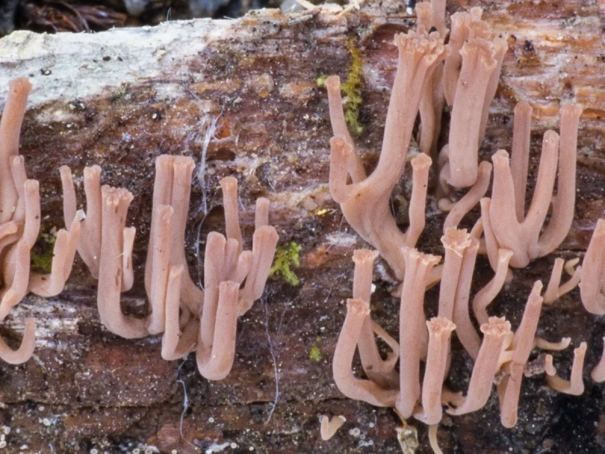Candelabra Coral