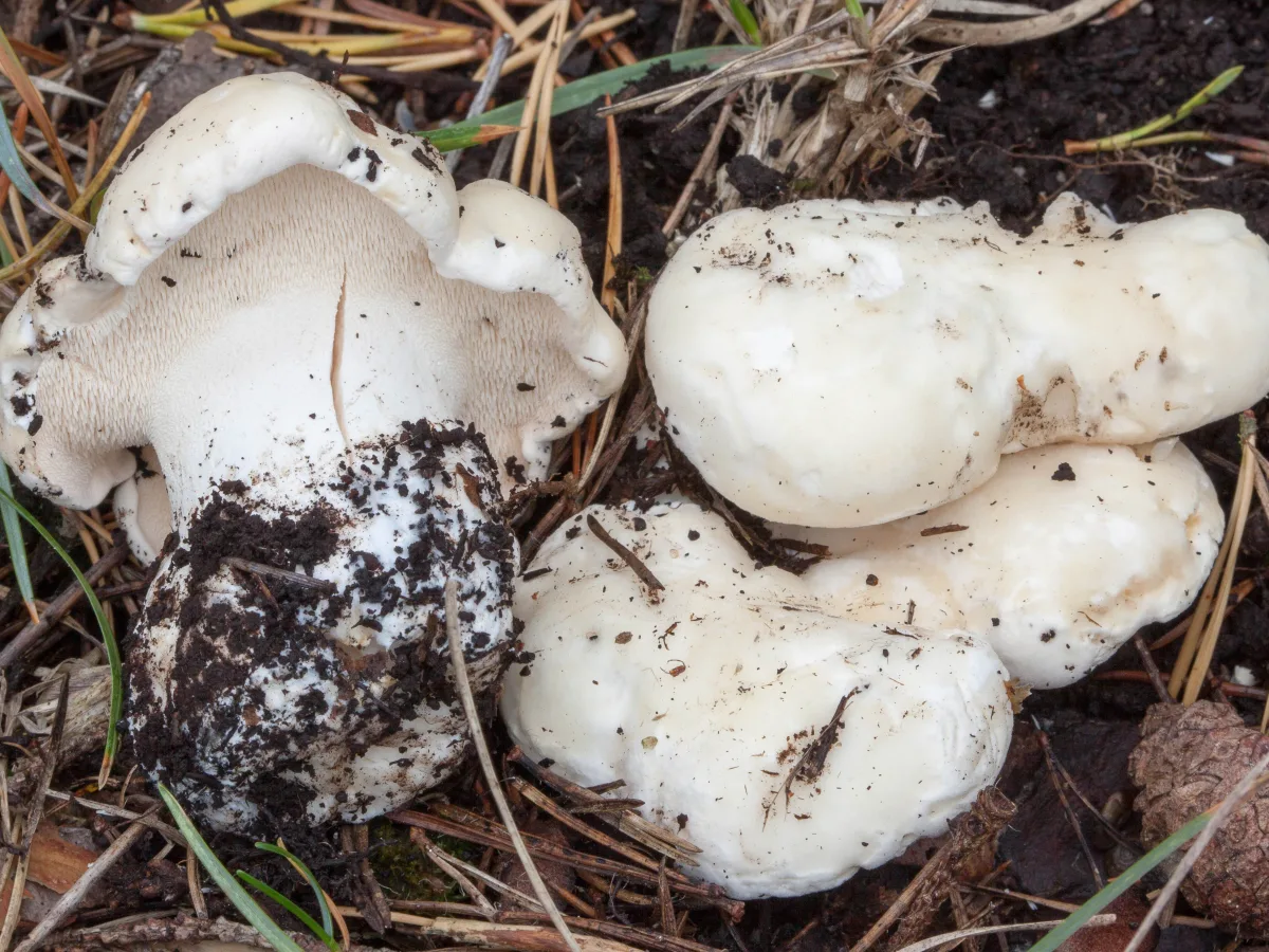 Pale Hedgehog