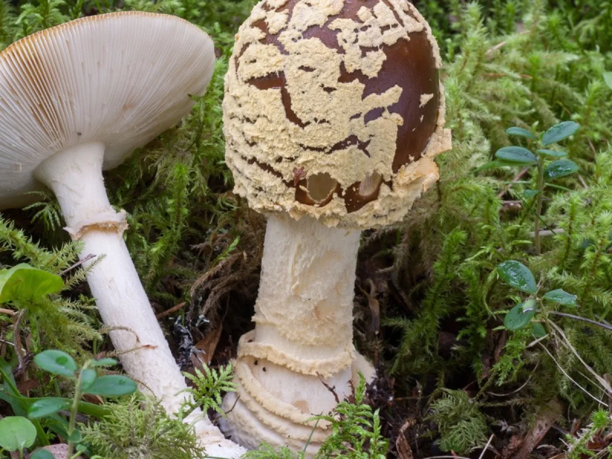 Royal Fly Agaric