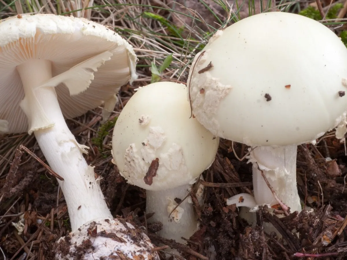 False Deathcap