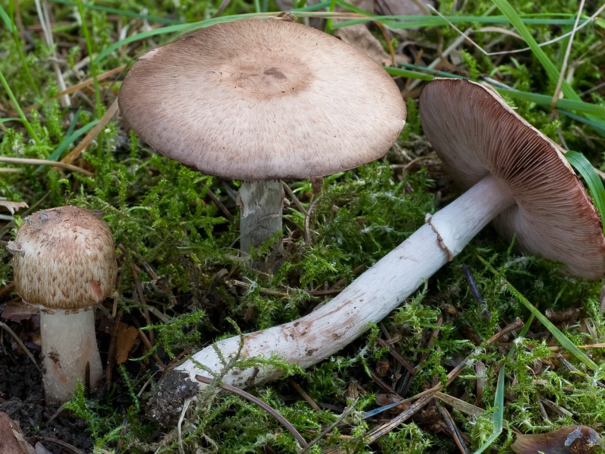 blodchampinjon