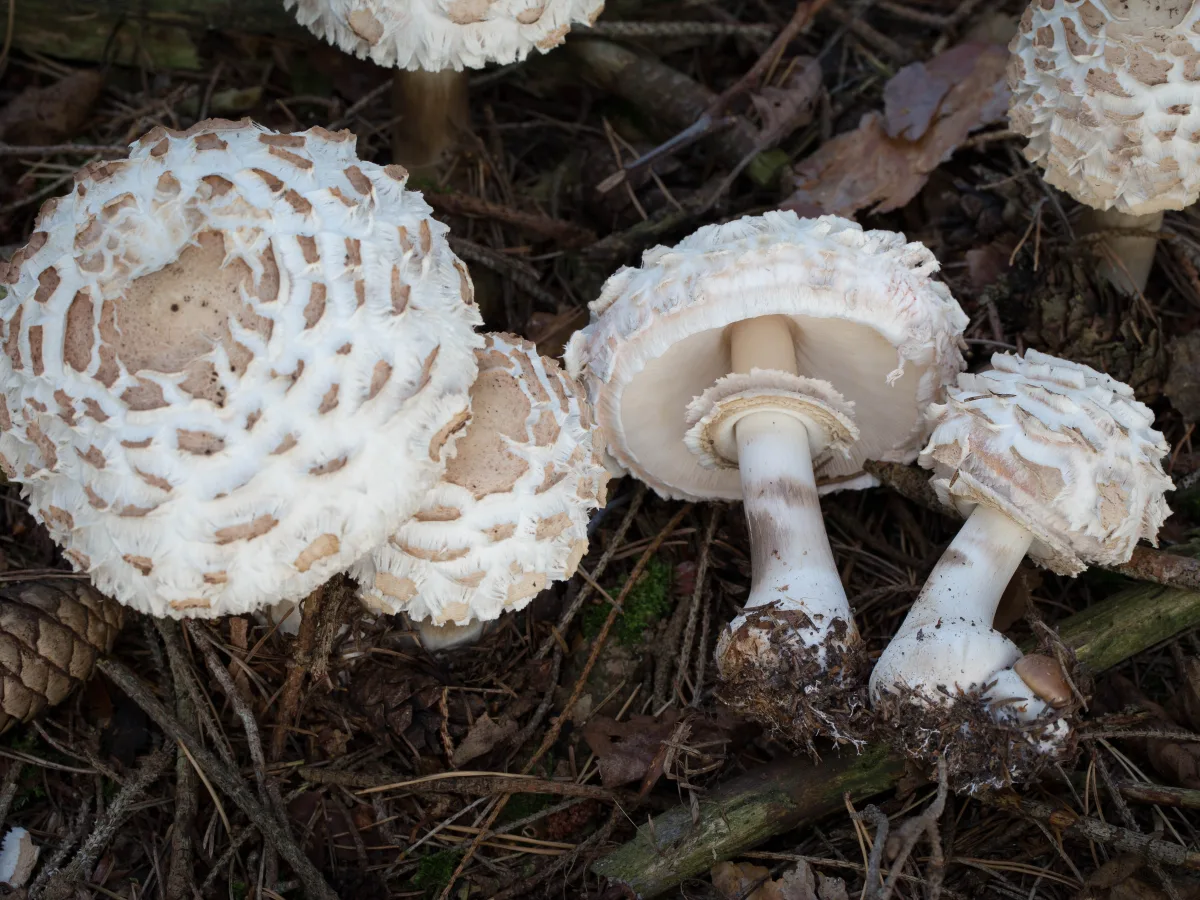 Shaggy Parasol