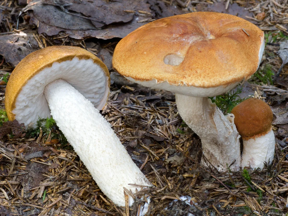 vitfotad aspsopp