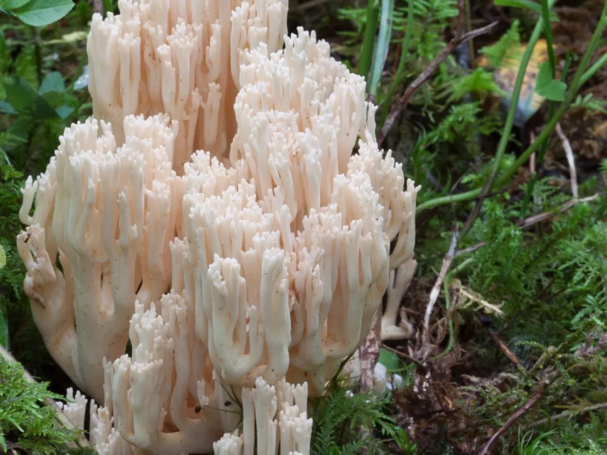 Pallid Coral