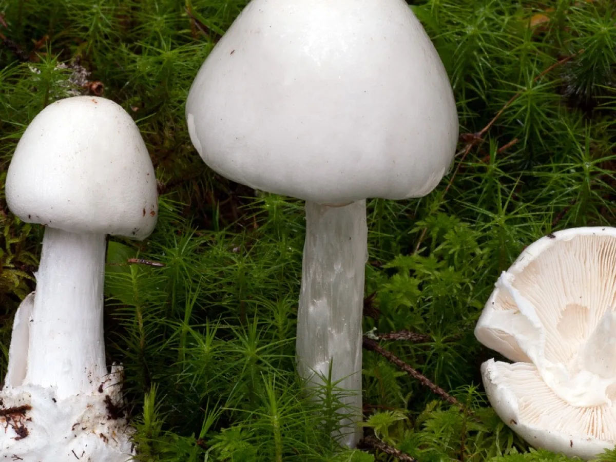 Destroying Angel