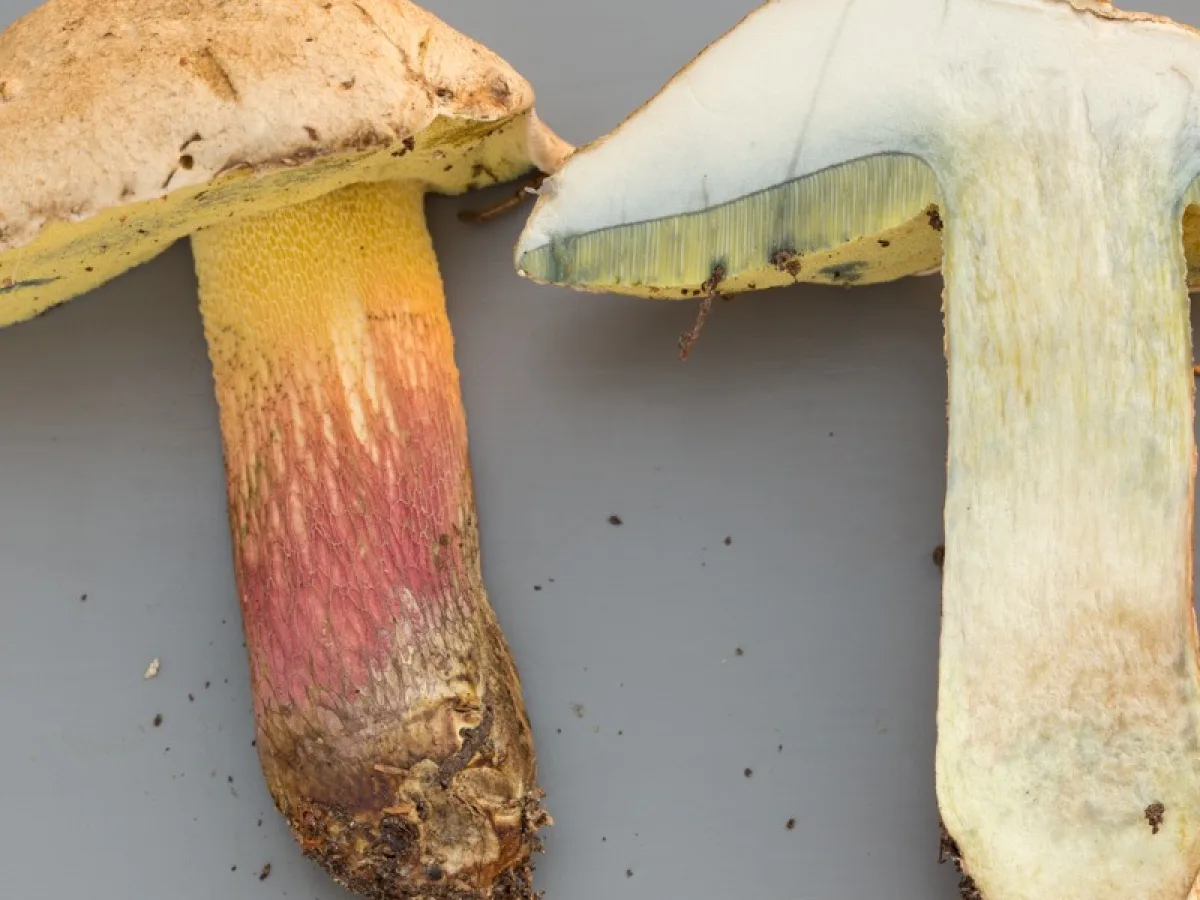 Bitter Beech Bolete