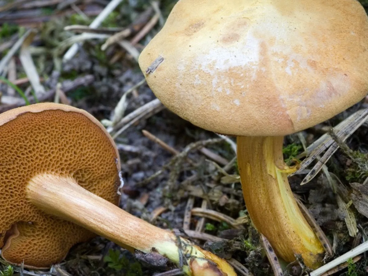 Peppery Bolete