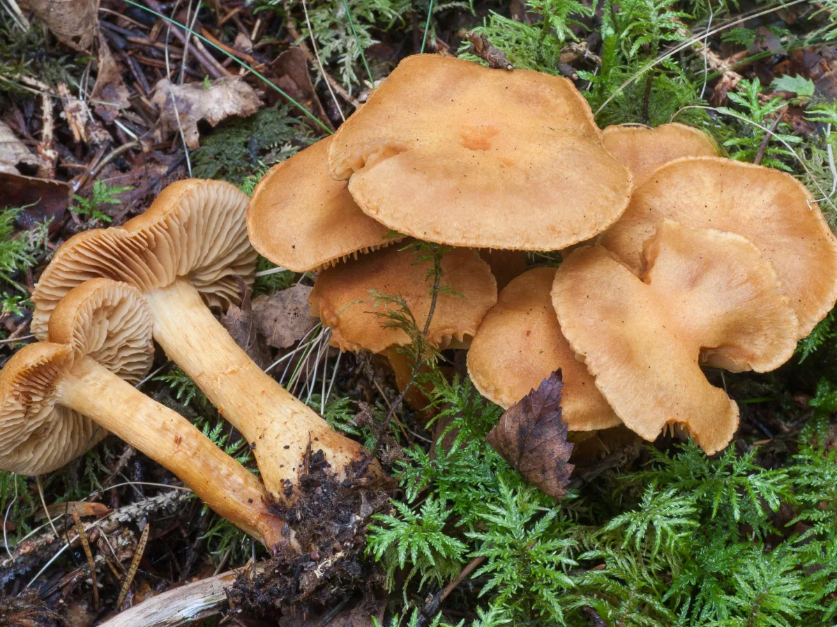 Tawny Webcap