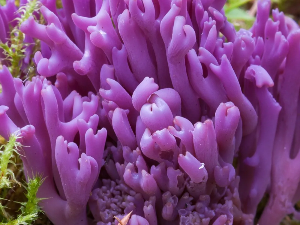 Violet Coral