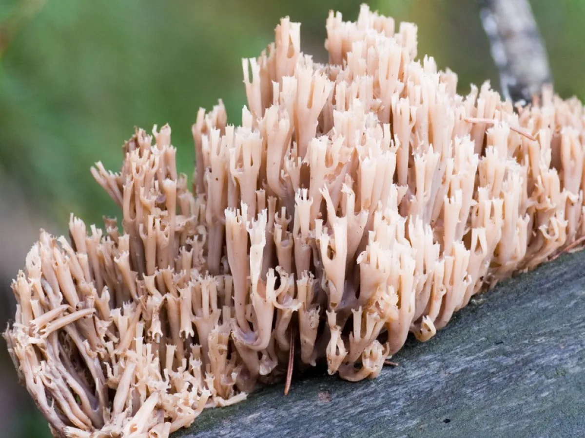 Candelabra Coral