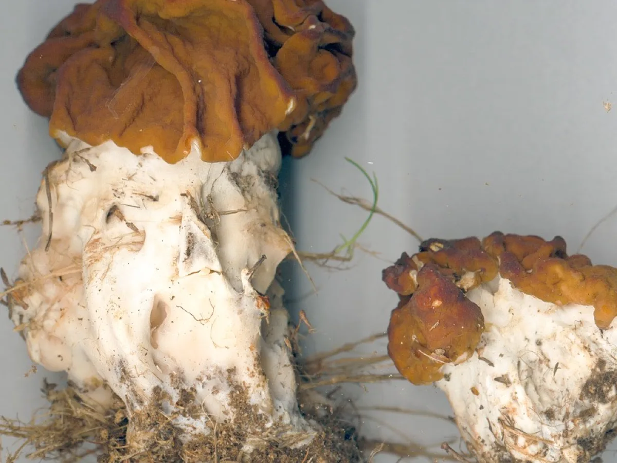 Giant's False Morel