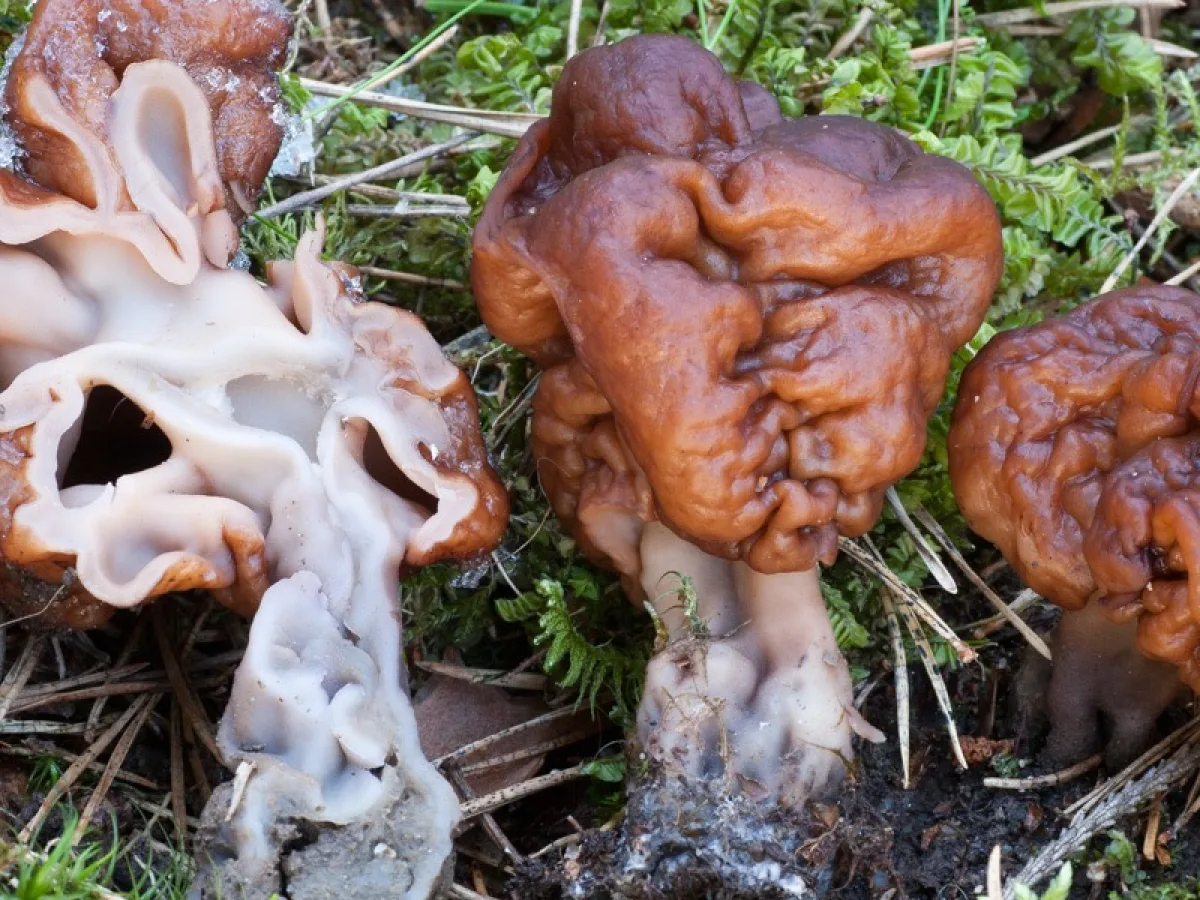 False Morel