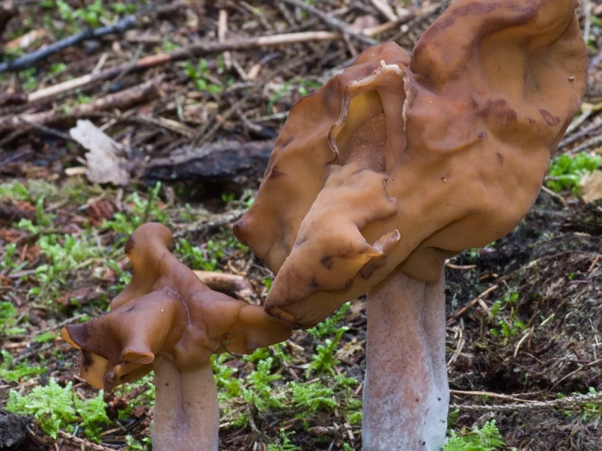Pouched False Morel