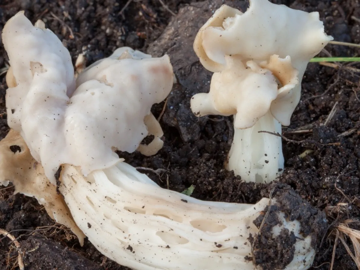 White Elfin Saddle agg.