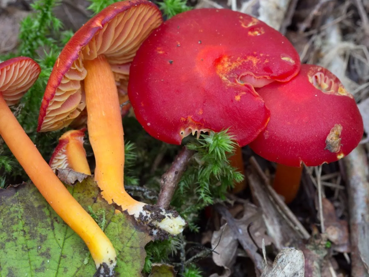 Scarlet Waxcap