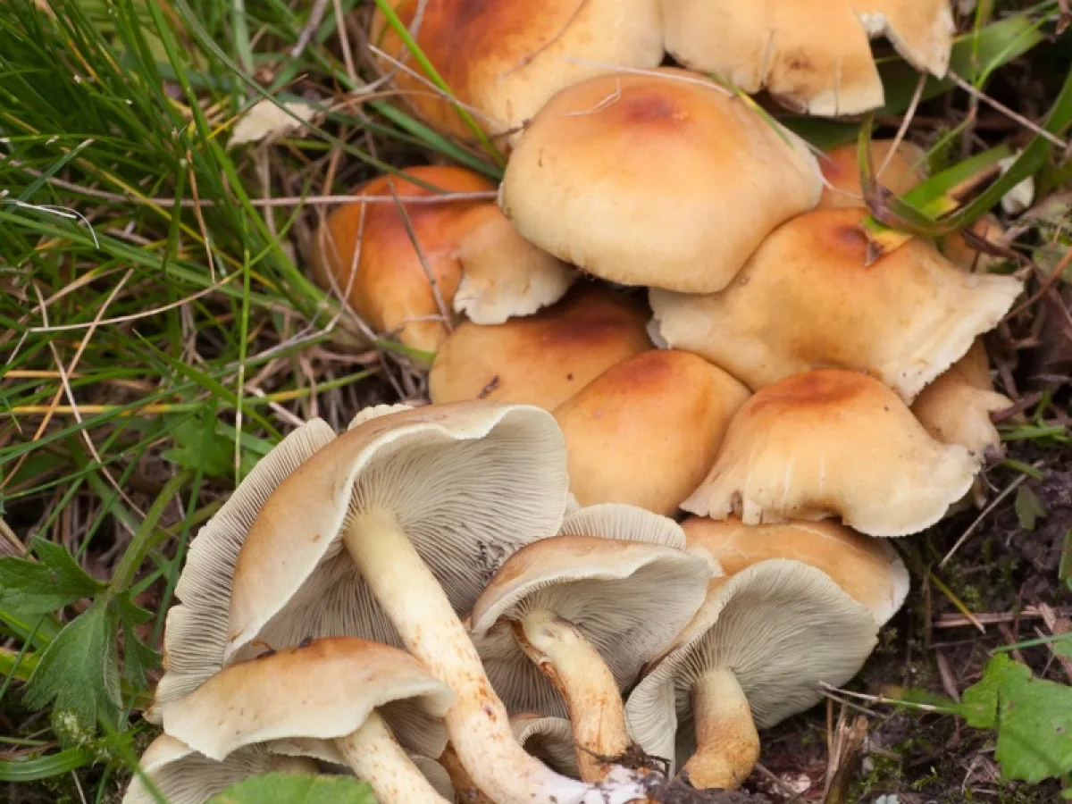 Sulphur Tuft