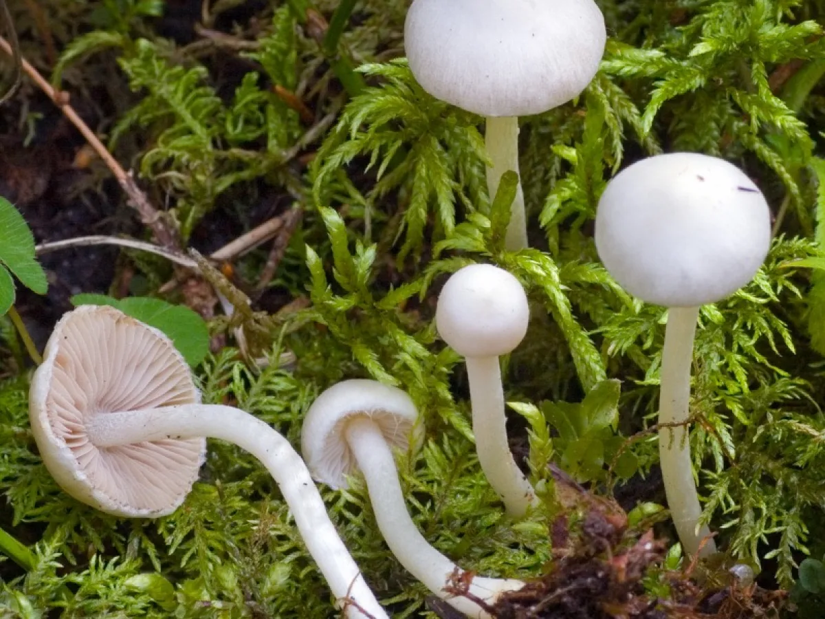 White Fibrecap