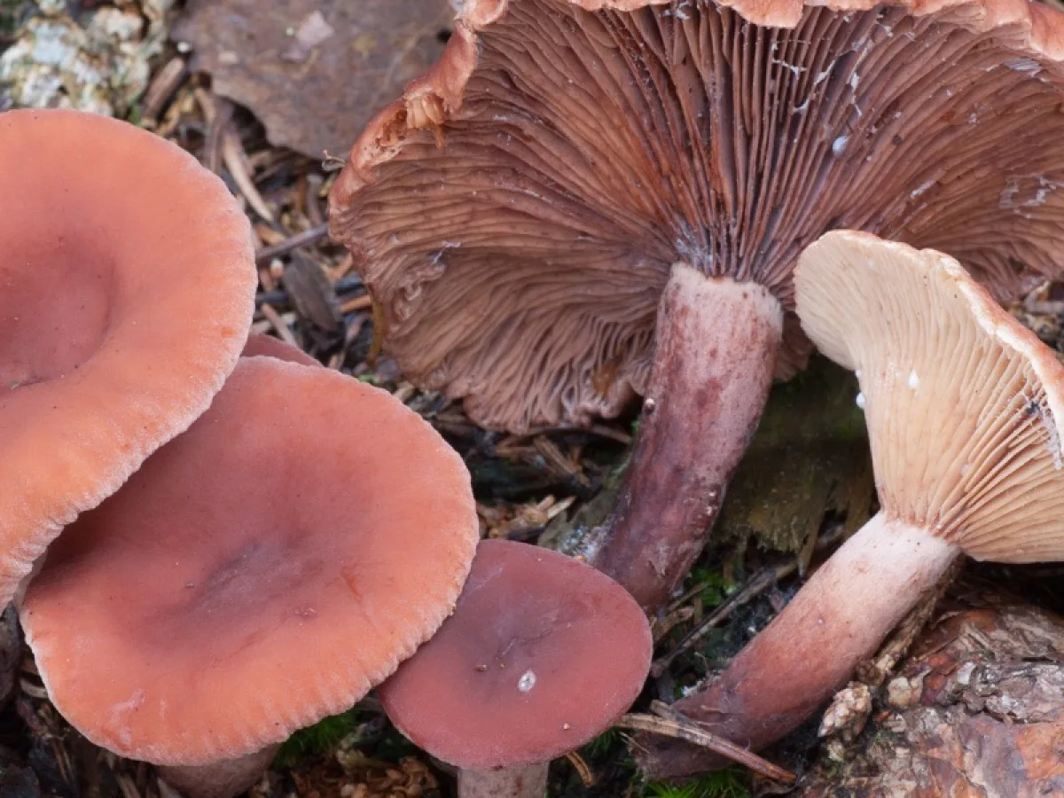 Curry Milkcap
