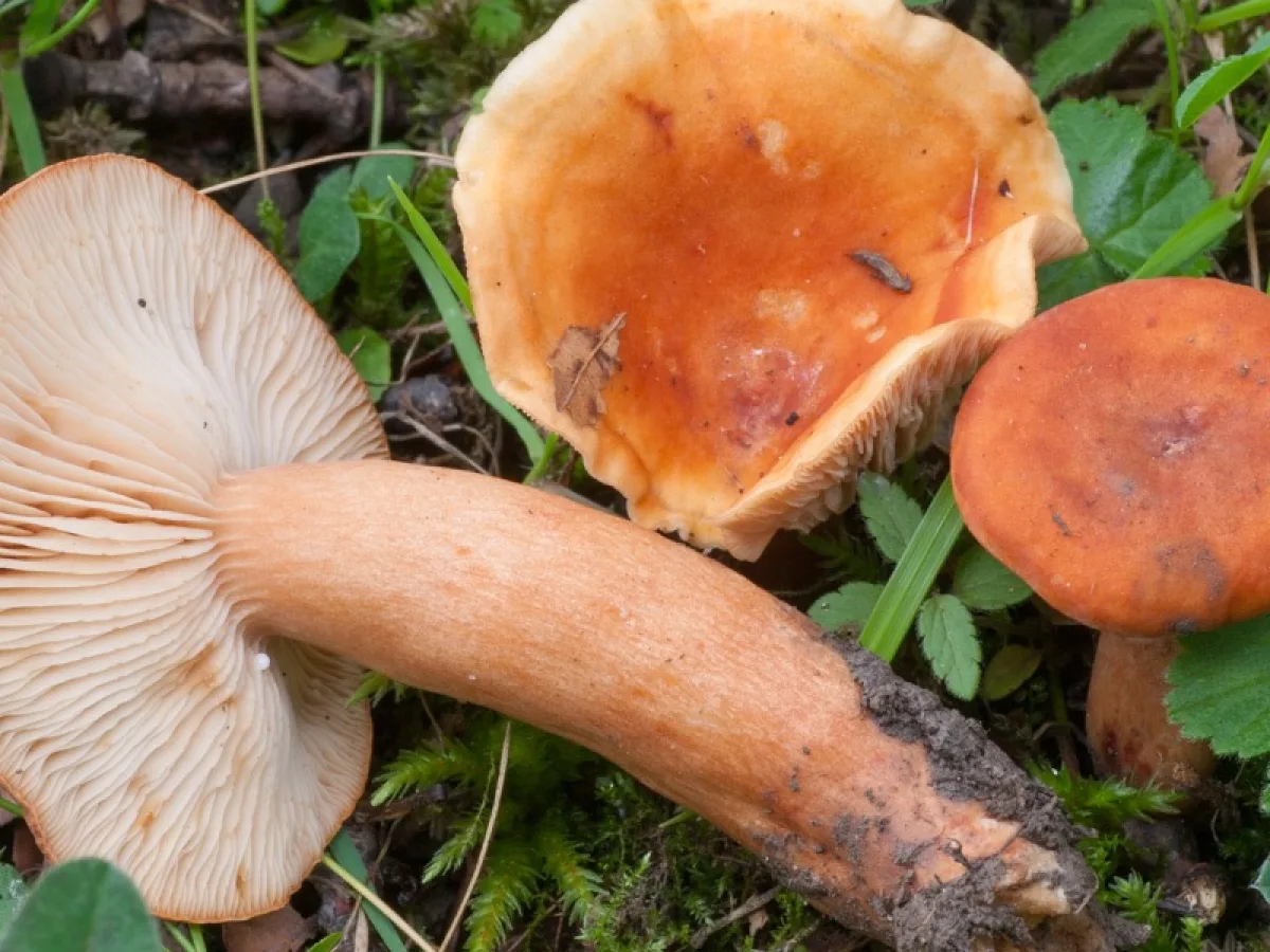 Tawny Milkcap