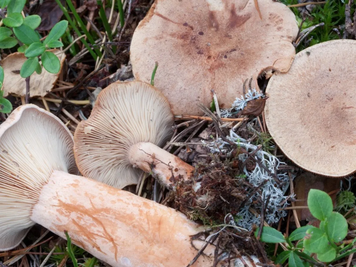 Fenugreek Milkcap