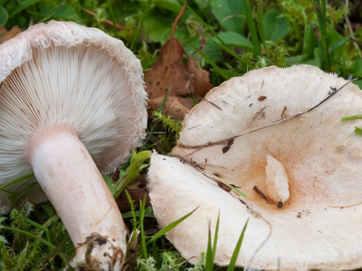 Bearded Milkcap