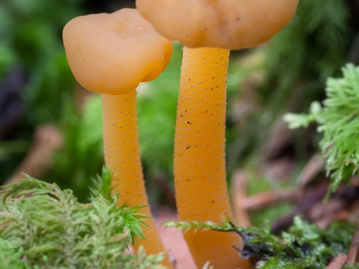 Jellybaby