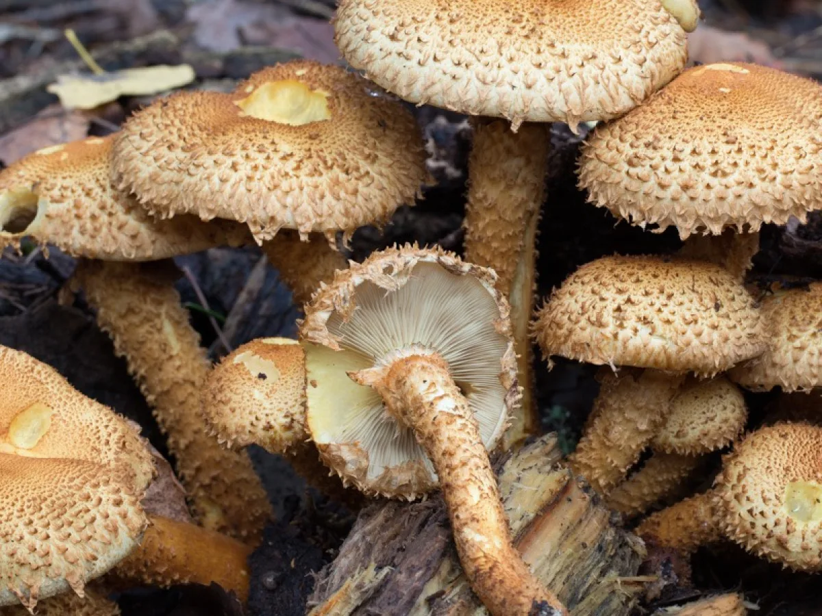 Shaggy Scalycap