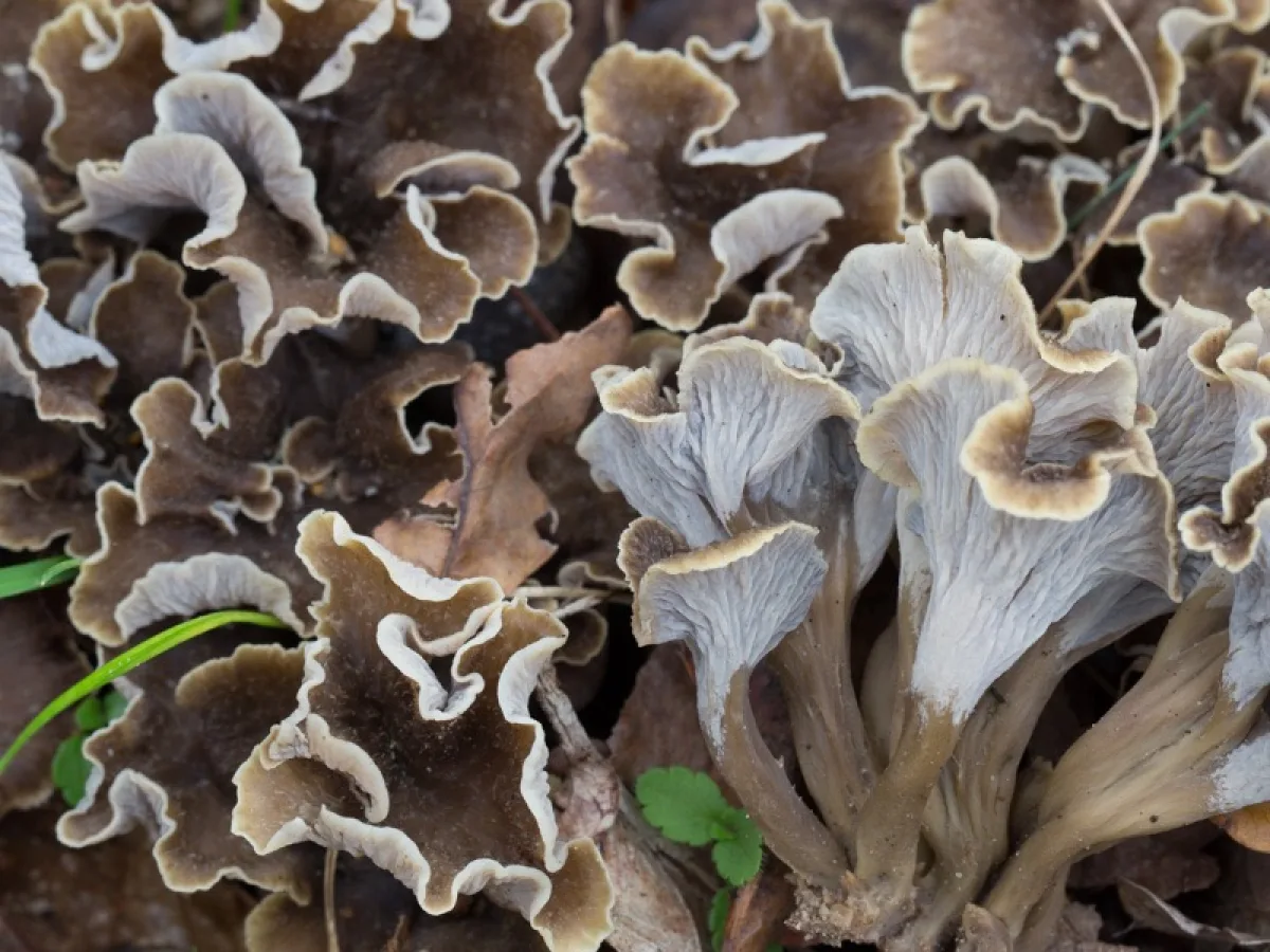 Sinuous Chanterelle