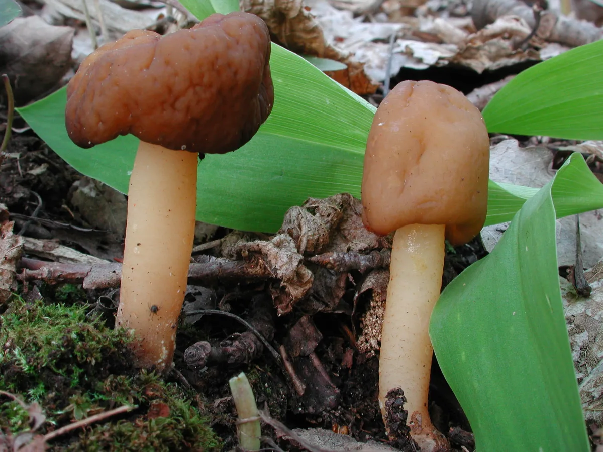 Thimble Morel