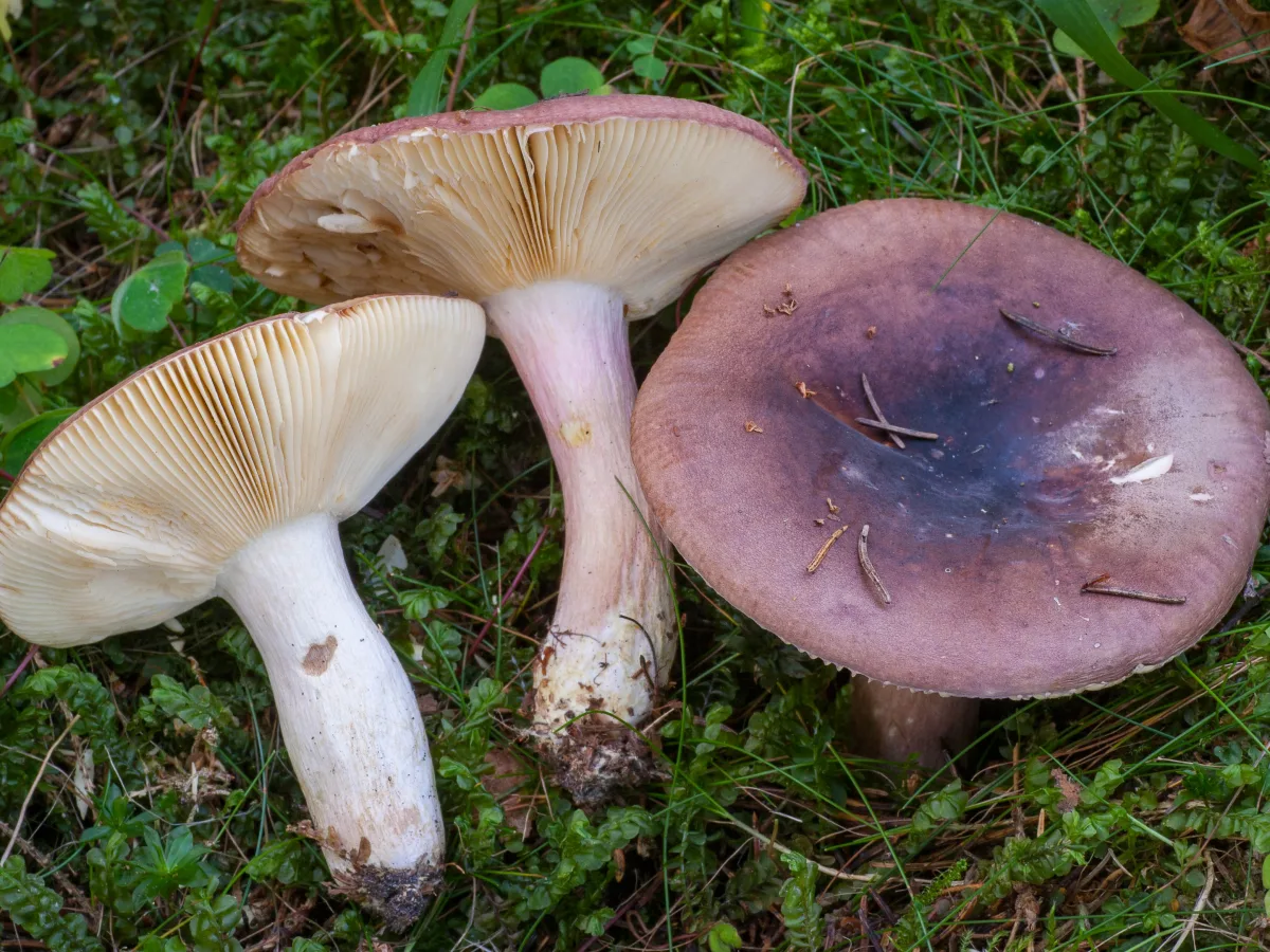 gransillkremla
