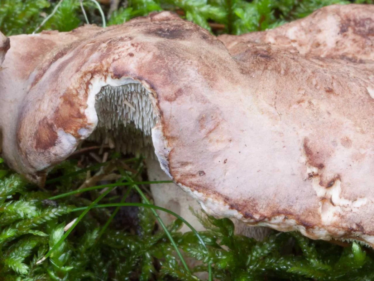 Greenfoot Tooth