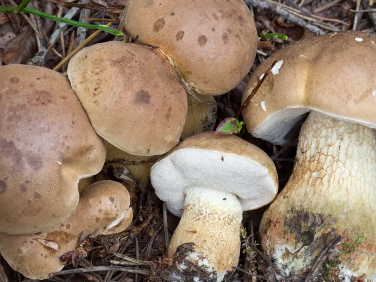 Bitter Bolete