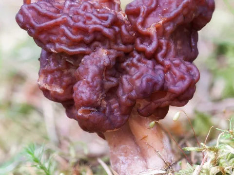 stenmurkla