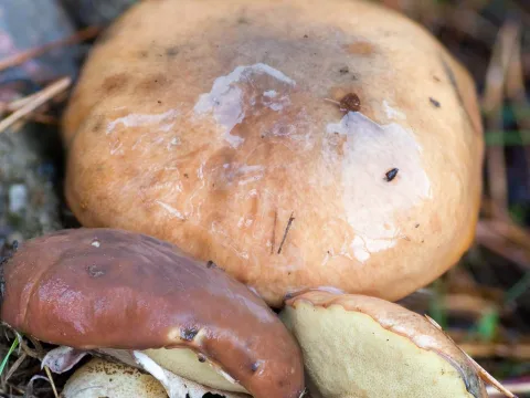 smörsopp
